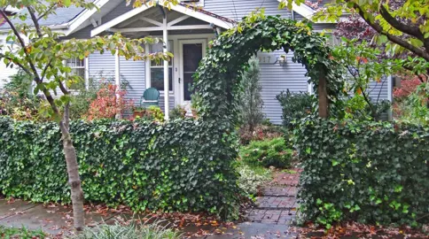 Growing An Ivy Hedge.