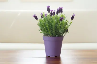 How To Grow Lavender Indoors.