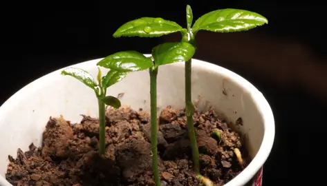 Can You Grow Lemons From Seed?