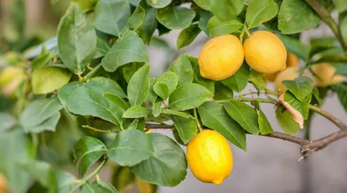 Growing Lemons At Home.