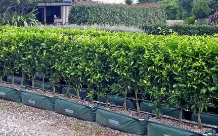 Growing A Lime Tree Hedge.