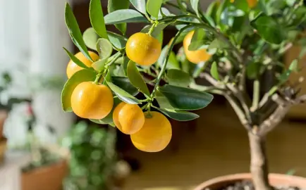 Can Mandarins Be Grown Indoors?