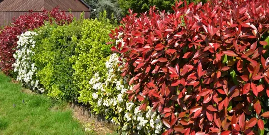 Growing A Mixed Hedge.