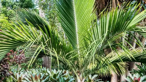 Can You Grow Nikau Palms In A Pot?