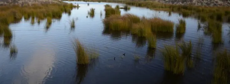 Can OiOi Be Grown In A Pond?