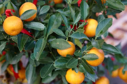 Growing Oranges At Home.