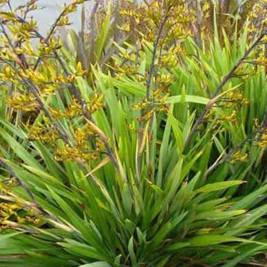 How To Grow Phormium Cookianum.