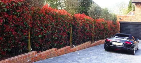 Growing A Photinia Hedge.