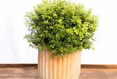 Can You Grow Pittosporums In Pots?