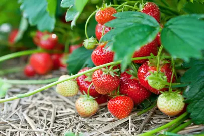 Growing and Planting Strawberry Plants.