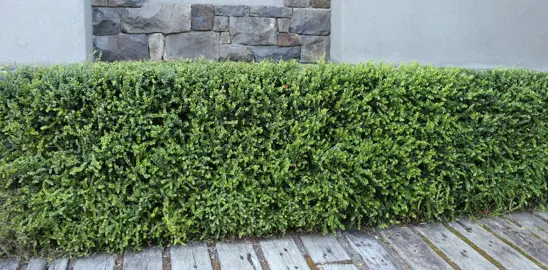 Growing A Pohutukawa Hedge.