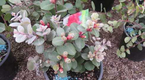 Can You Grow Pohutukawa In Pots?