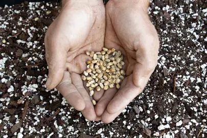 How To Grow Proteas From Seed.