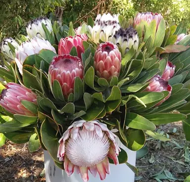 Can You Grow Protea In NZ?