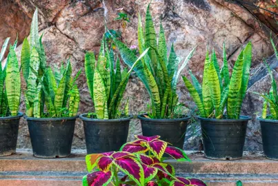 How To Grow A Snake Plant In A Pot.
