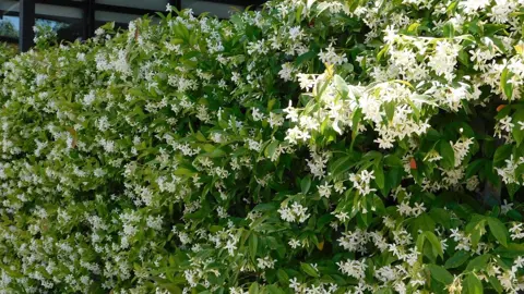 How To Grow A Star Jasmine Hedge.