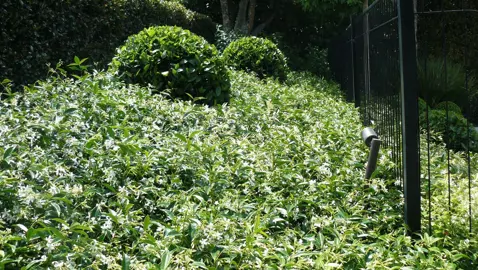 Can Star Jasmine Be Planted On A Bank?