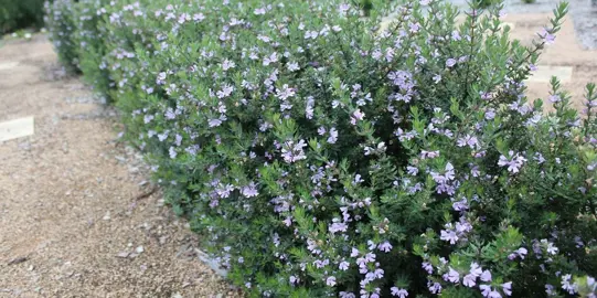 Growing A Westringia Hedge.