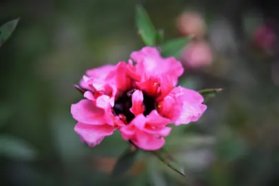 Ideal Growing Conditions for Leptospermum.