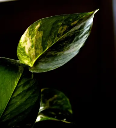 Optimal Growing Conditions for Pothos.