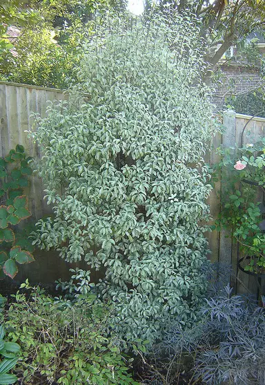 Growing Pittosporum tenuifolium.