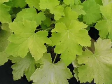 Tips for Growing Shade Loving Plants.