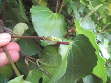 How To Harvest Kawakawa.