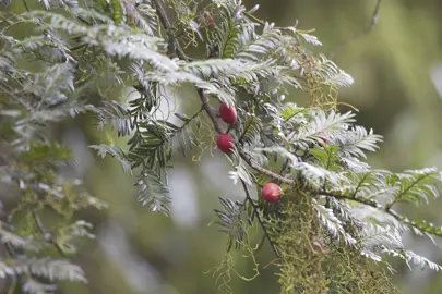 Harvesting Miro Tree Berries.