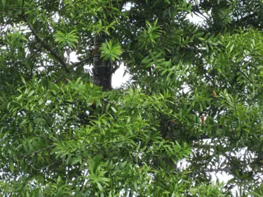 How To Find Healthy Kauri Trees In NZ.