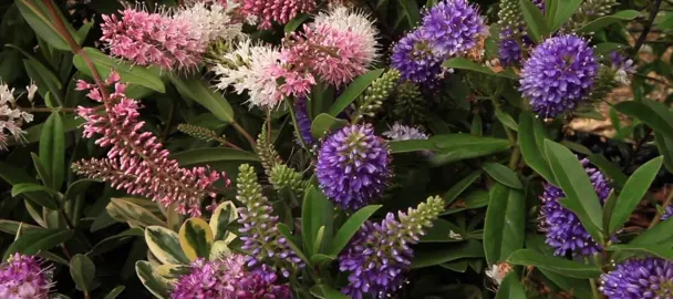 How To Care For Hebes In Autumn.