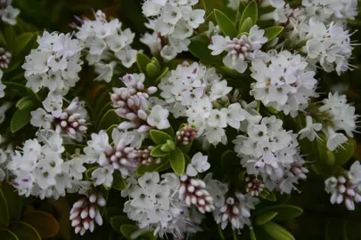 How To Care For Hebes In Spring.
