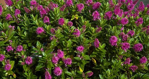 How To Care For Hebes In Summer.