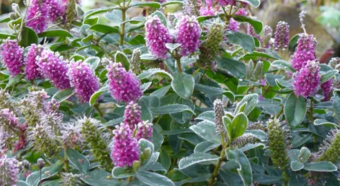 How To Care For Hebes In Winter.