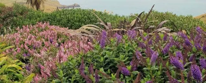 Can Hebes Be Grown In Coastal Environments?