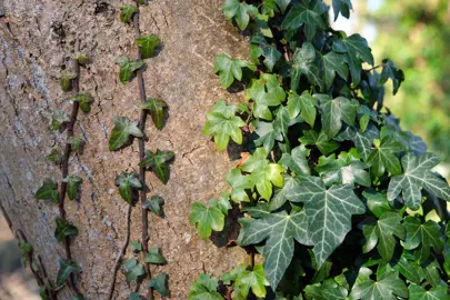 Hedera Helix Basic Information.