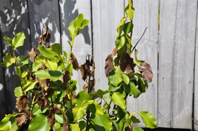 Why Is My Hedge Dying?