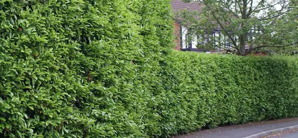 Hedges For Shade.