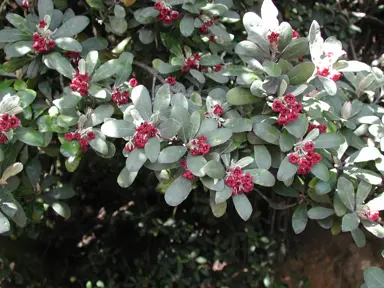 How Far Apart Should I Plant Pittosporum Crassifolium For A Hedge?