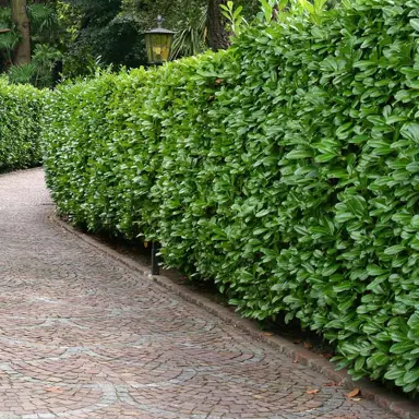 What Are The Best Hedge Plants For My Climate?