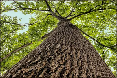 What height and size does a Tulip tree grow to?
