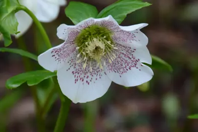 Caring for Hellebores.