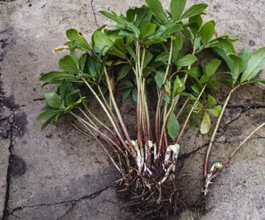 Propagating Hellebores.