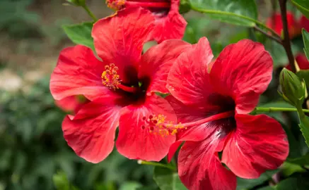 Hibiscus Flower Parts And Their Functions.