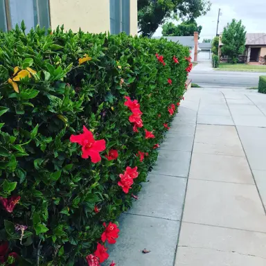 What Is The Best Hibiscus For A Hedge In NZ?