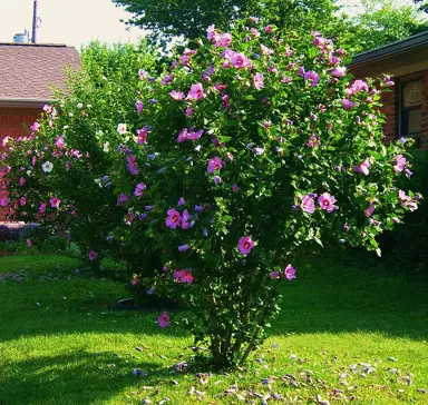 How Tall Do Hibiscus Grow?