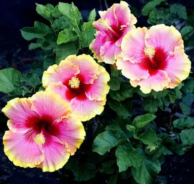 What Is The Lifespan Of A Hibiscus Plant?