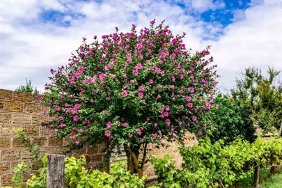 What Is The Hibiscus Tree?