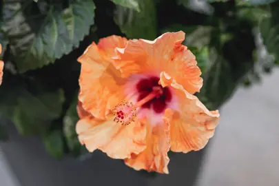 Hibiscus Flower Varieties In NZ.