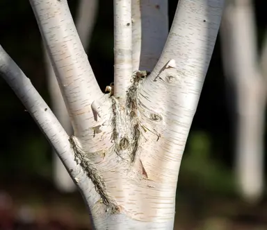 Your Year-Round Himalayan Birch Action Plan.