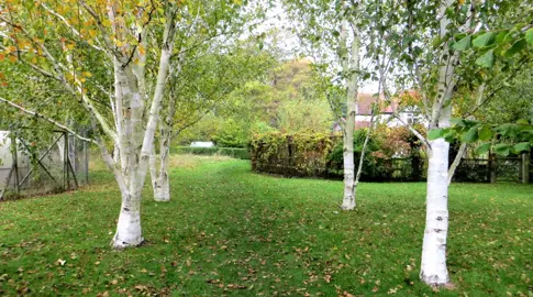 How Fast Do Himalayan Birch Grow? Feeding and Growth Rate in NZ.